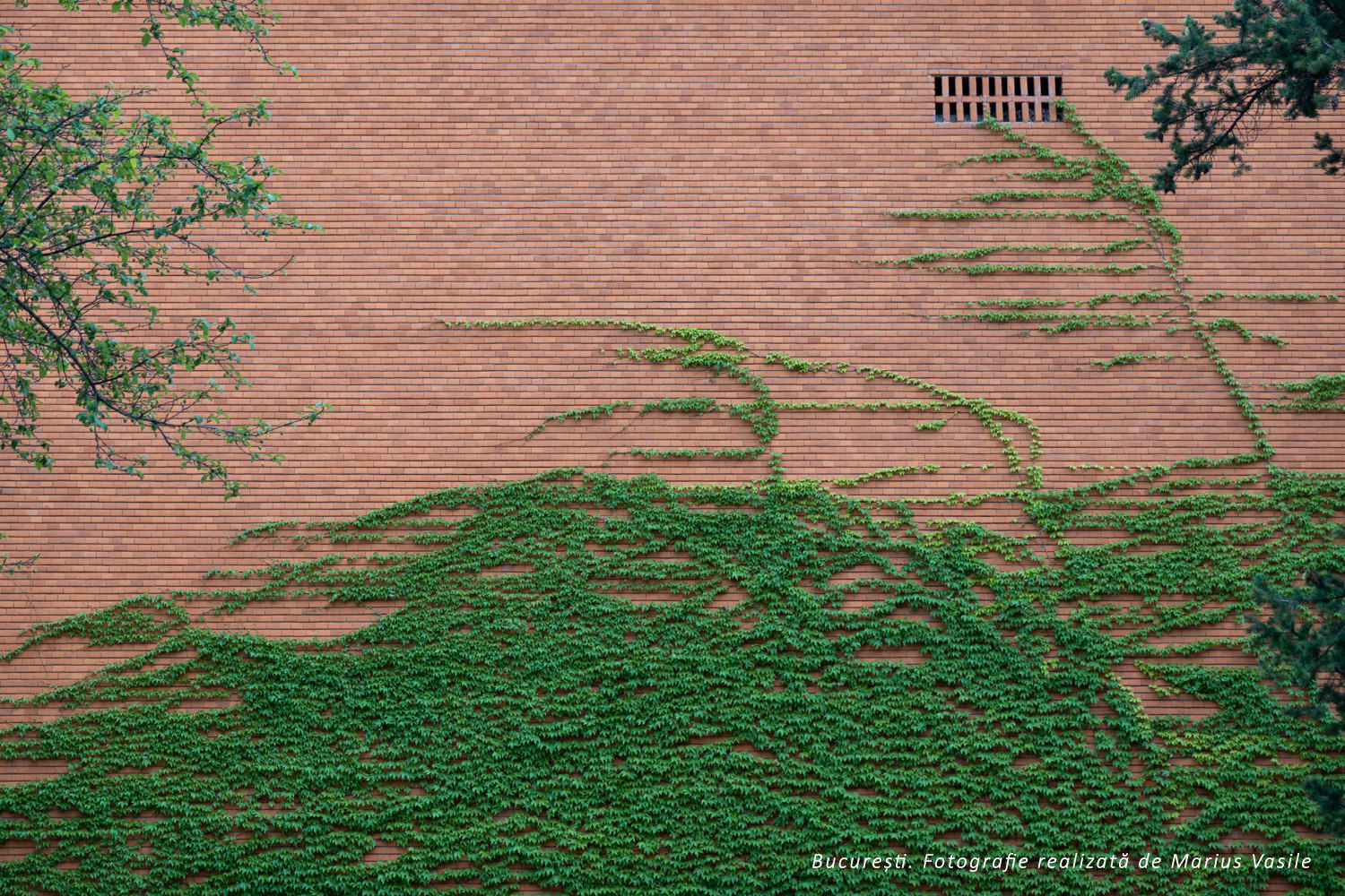 Bucarest pared naranja.jpg